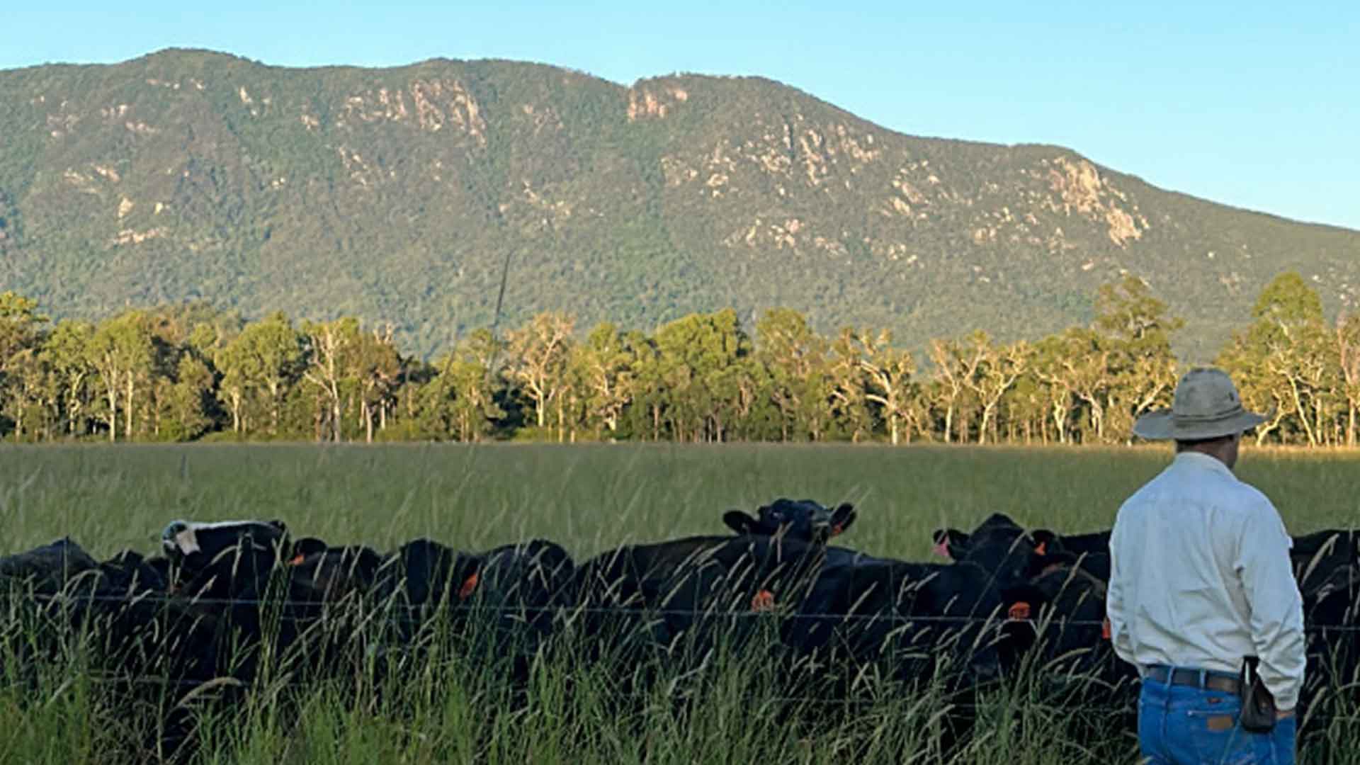 Strathdale Wagyu