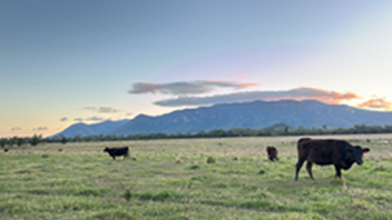 Blue Mountain Wagyus Strathdale Wagyu Brands