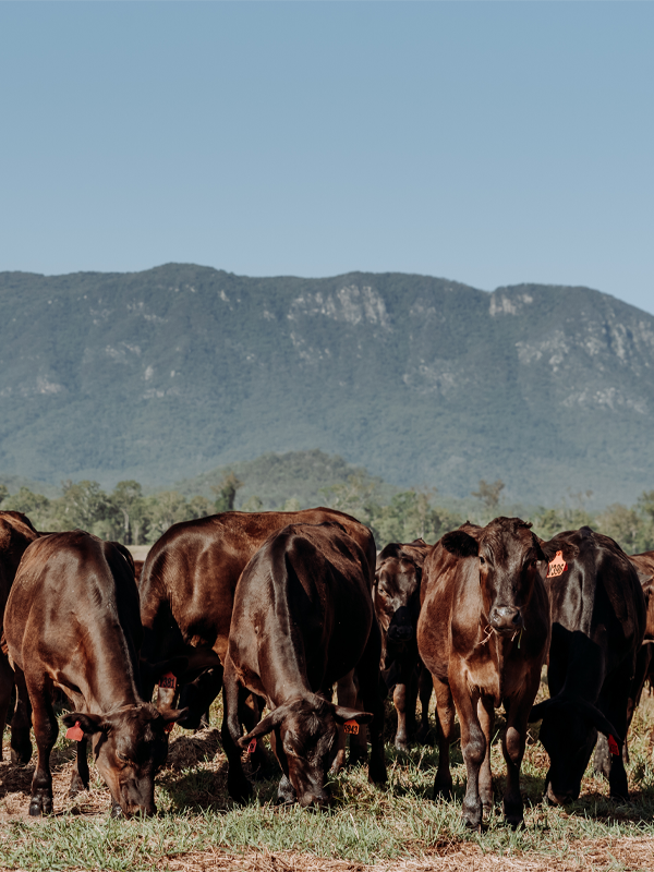 Blue Mountain Wagyus