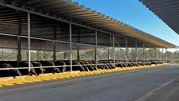Struggle-Downs-Shed-Feed-Alley Struggle Downs Shed Feed Alley