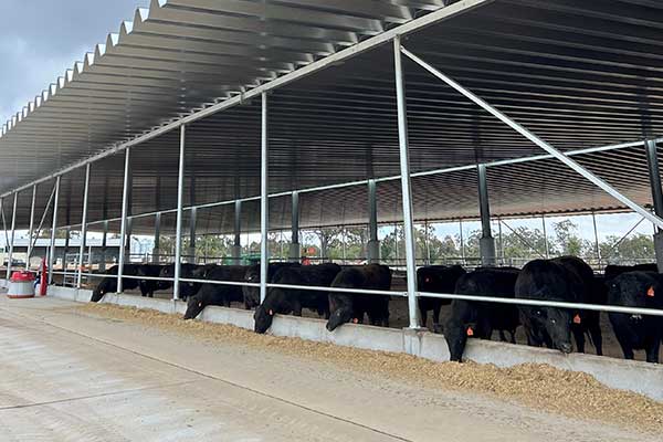 Strathdale Wagyu Feedlot