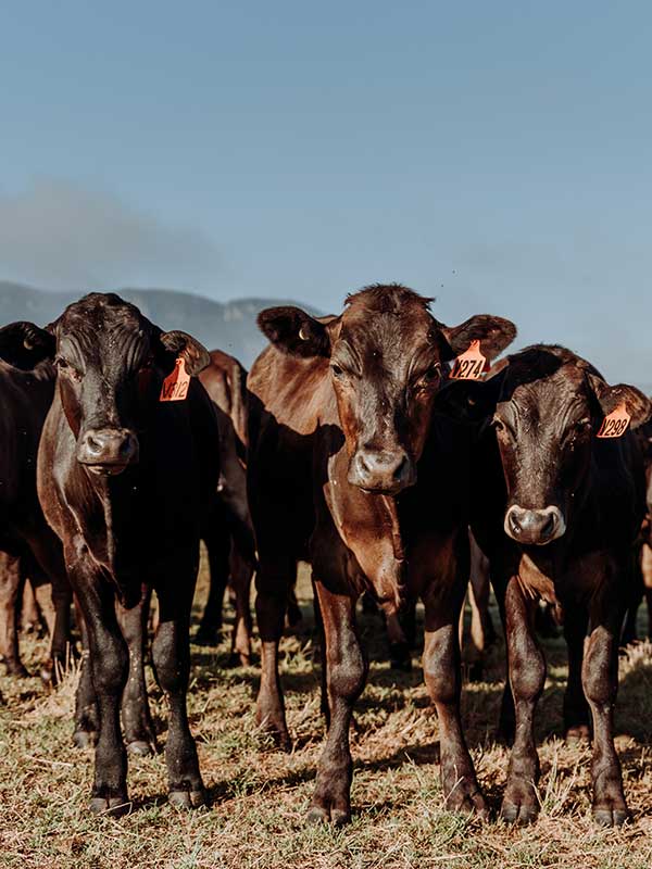 Premium Australian Wagyu