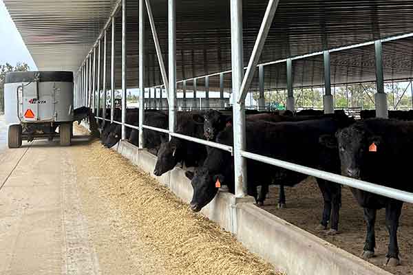 Strathdale Wagyu Feedlot
