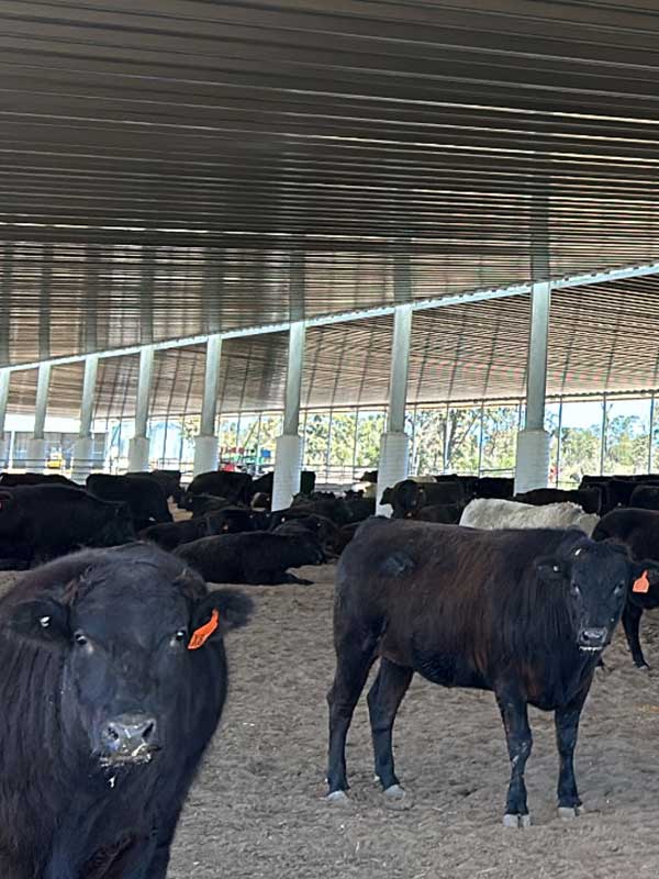 Strathdale Wagyu Feedlot
