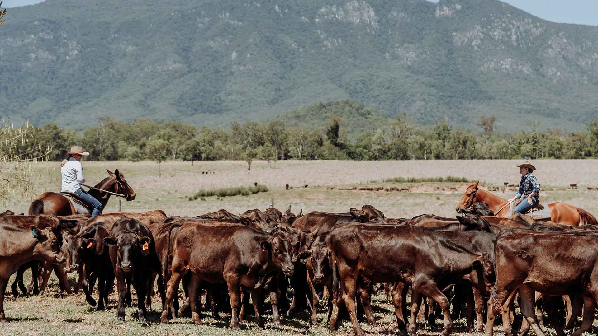 Strathdale Wagyu Gallery